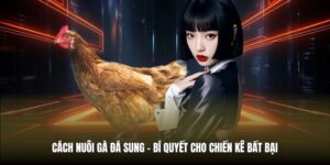Cách Nuôi Gà Đá Sung | Bí Quyết Cho Chiến Kê Bất Bại